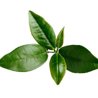 Εκχύλισμα φύλλων πράσινου τσαγιού